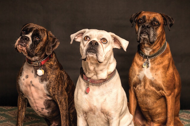 Can dogs eat pork?
