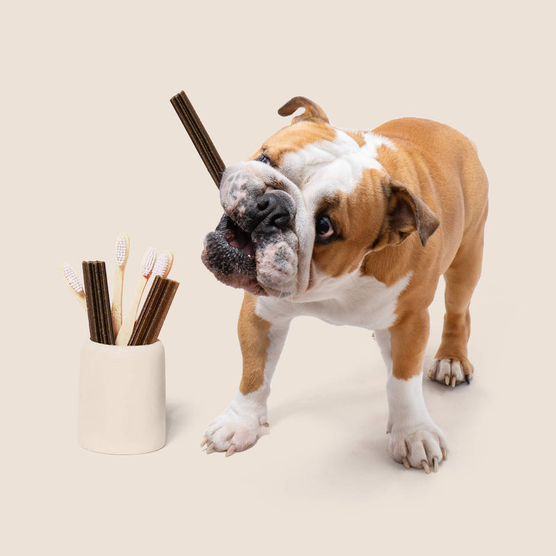 Free 5x Dental Sticks alla menta