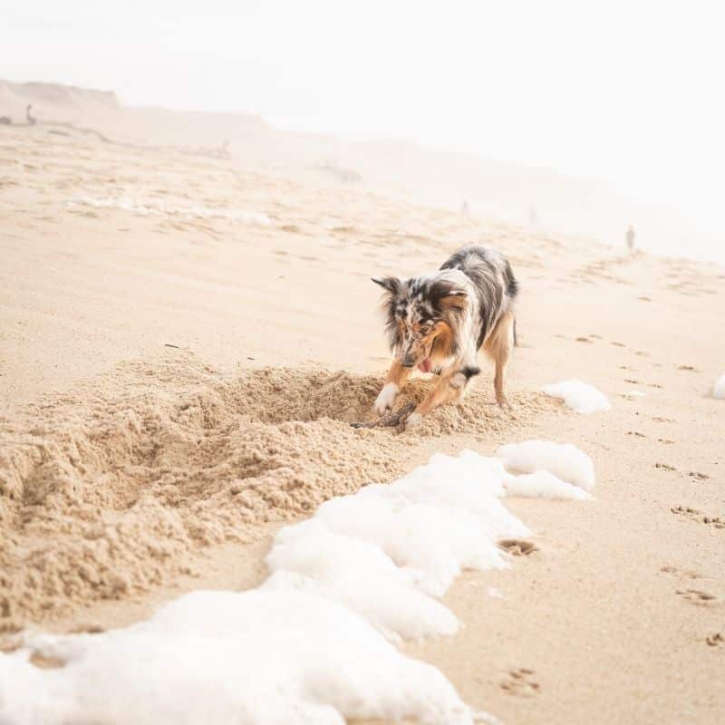 Perché al mio cane piace scavare buche?