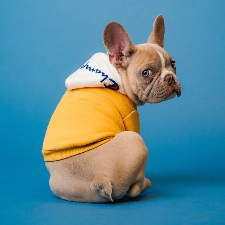 Raffreddore nel cane: come comportarsi in questa situazione?