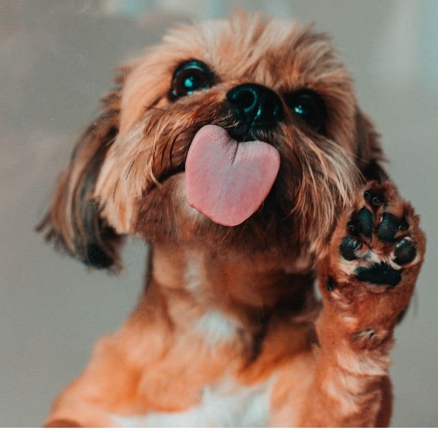 La saliva dei cani trasmette malattie? 5 Miti e verità