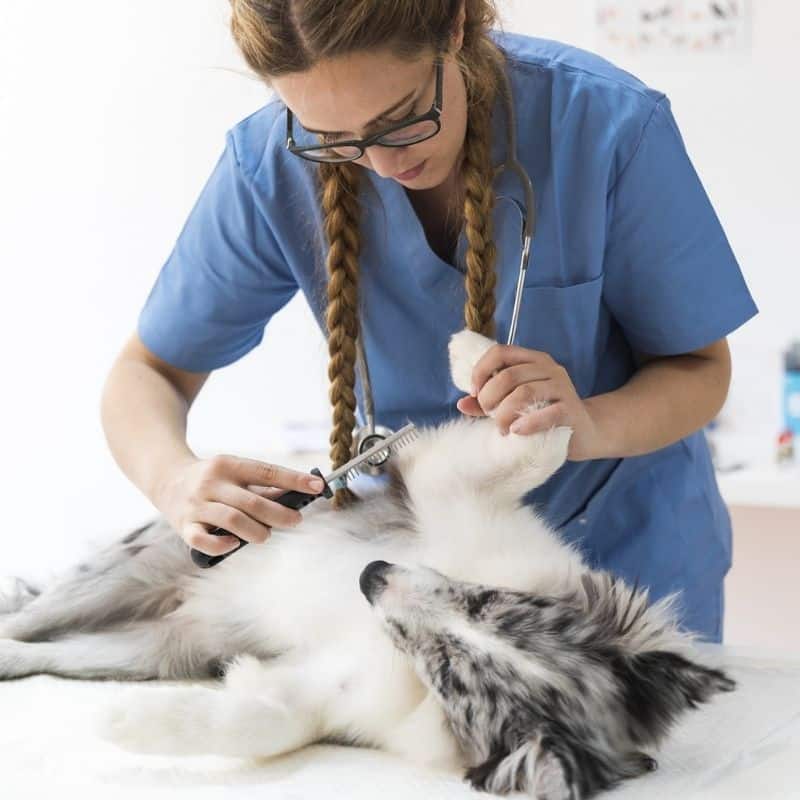 Tipi di “brufoli” nei cani, le cause e come trattarli