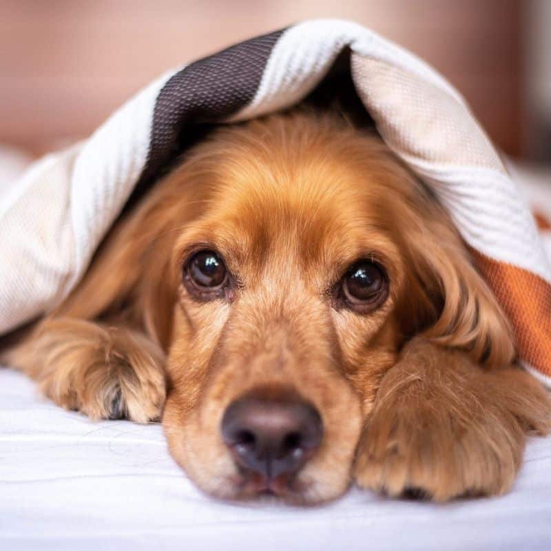 Il mio cane ha le transaminasi alte, di che si tratta?