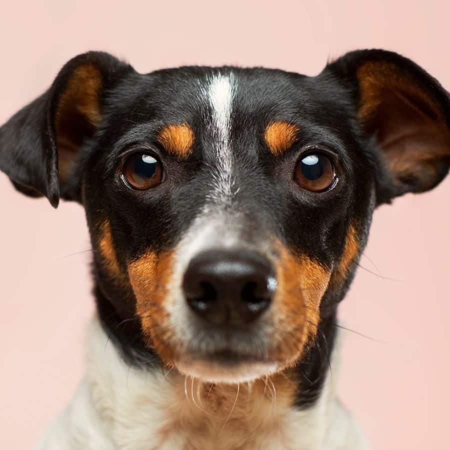 Dove si trova il cuore del cane?