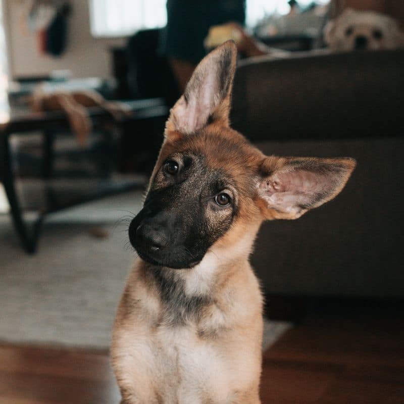 Cani con “mal d’orecchi”: cosa fare?
