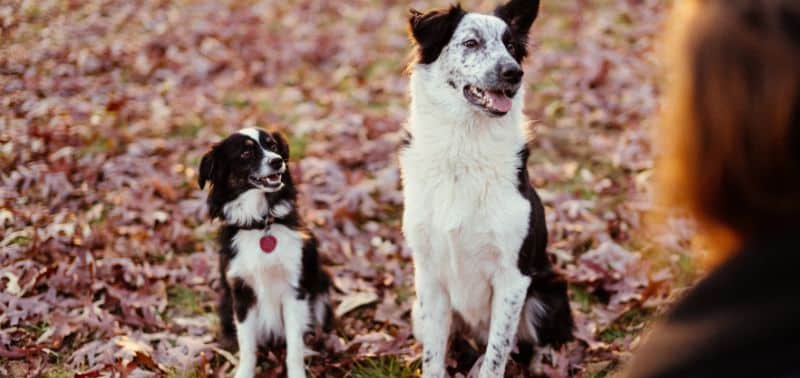 Posso dare il cortisone al mio cane?