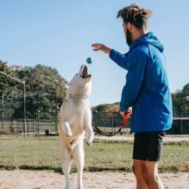 Preparazione atletica del cane sportivo