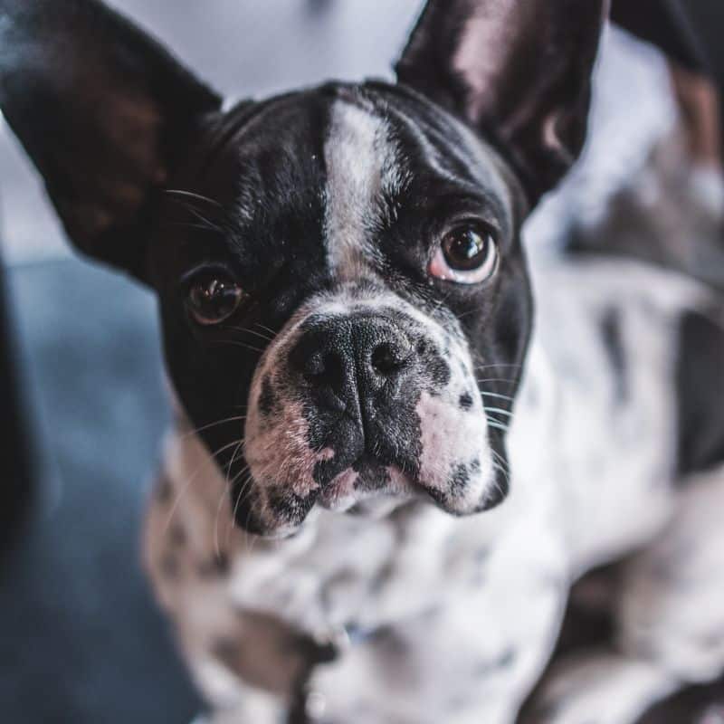 Cane con il naso che cola: cosa può essere?