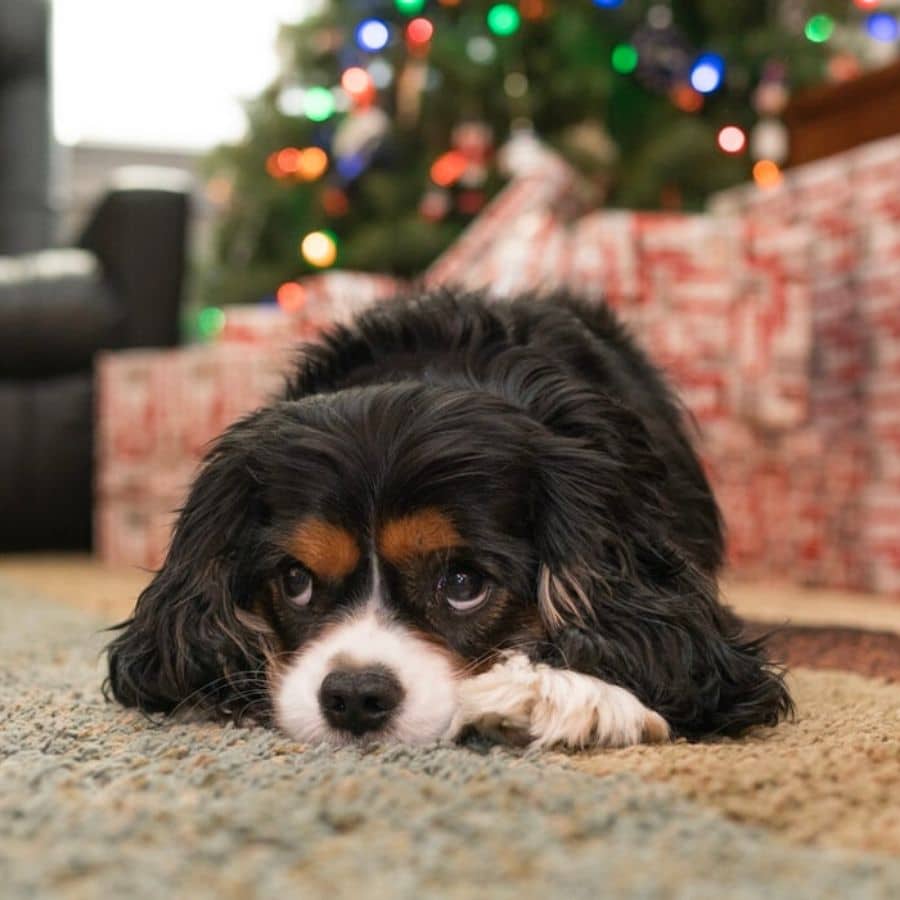Cani e botti di Capodanno: alcuni consigli utili
