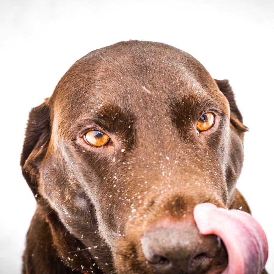 Come insegno al mio cane a stare lontano dalla spazzatura?