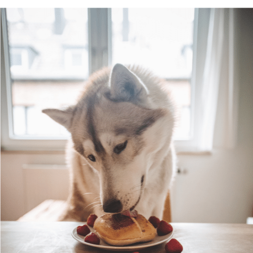 Il pane fa male ai cani?