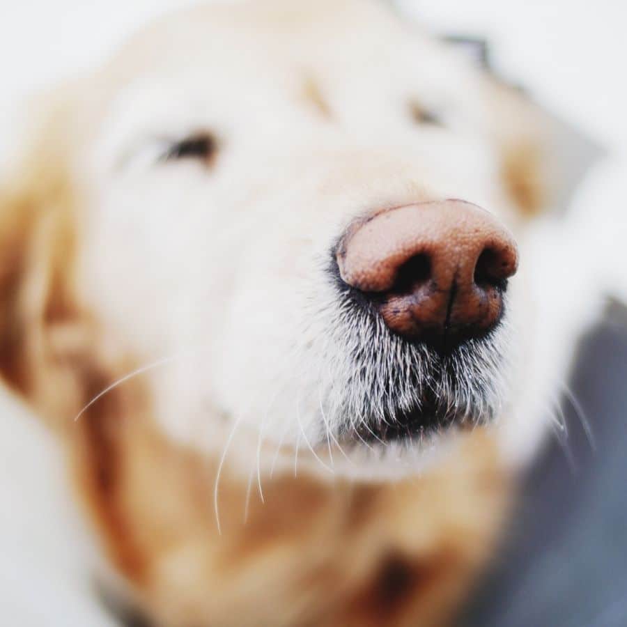 Perché il naso del cane impallidisce?