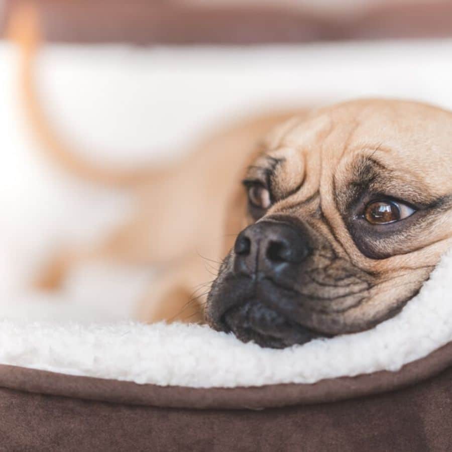Il mio cane respira male: cosa faccio?