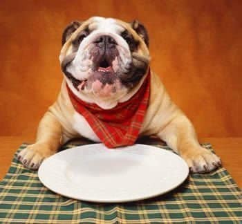 I cani possono mangiare le patate?