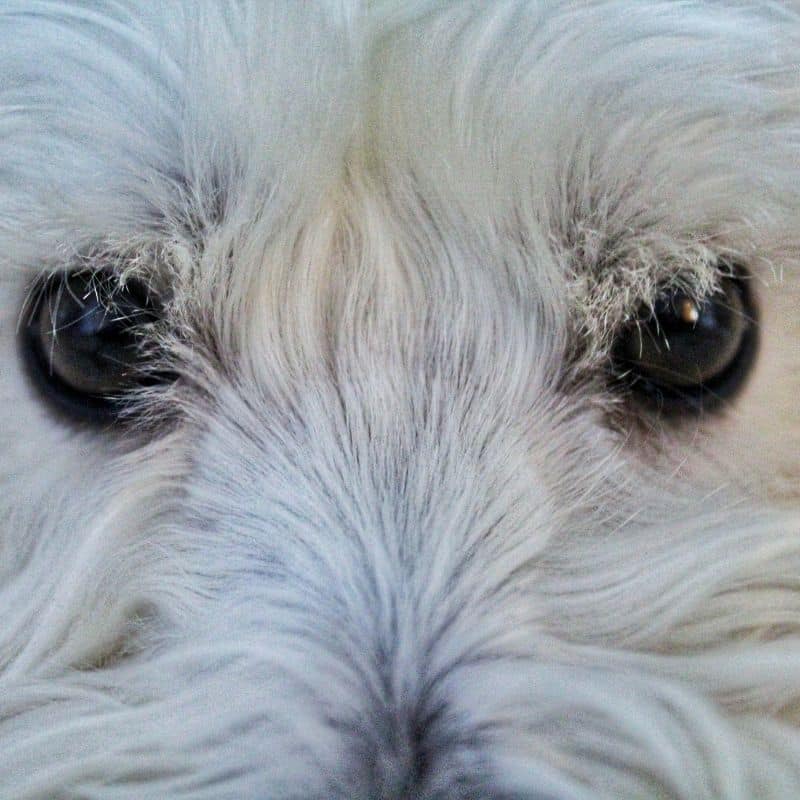 Il mio cane ha delle secrezioni oculari. Cos’ha?