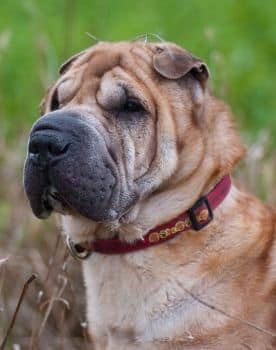 L’alimentazione dello Shar Pei