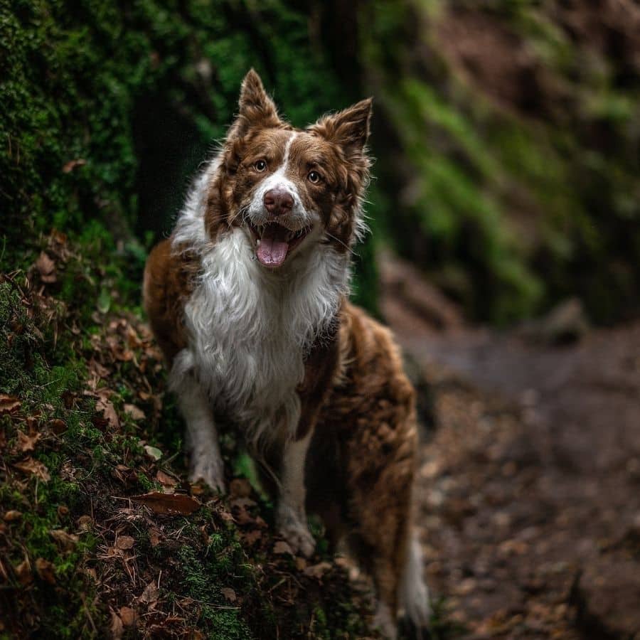 Chetoconazolo per cani