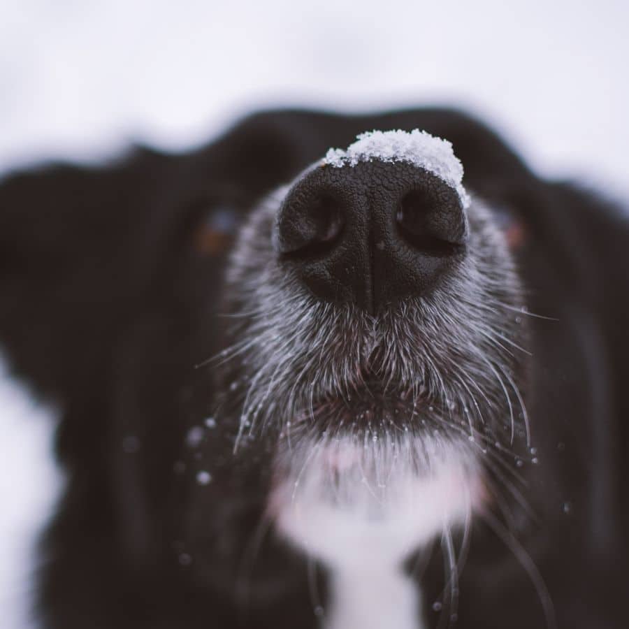Il mio cane perde sangue dal naso: cosa potrebbe essere?