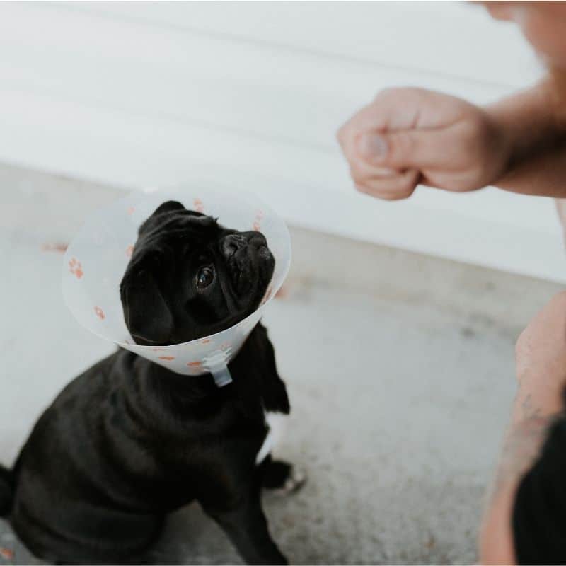 Quali possono essere le complicazioni dopo la sterilizzazione del cane?