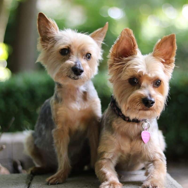 Cosa sapere sullo Yorkshire Terrier ?
