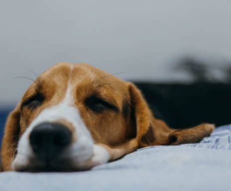 Dove lasciare il cane quando si va in vacanza?