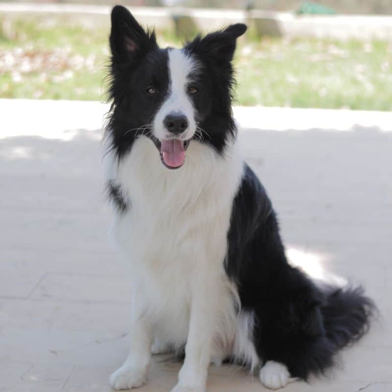 Abbaiare al momento giusto: come insegnare al mio cane a “parlare”?