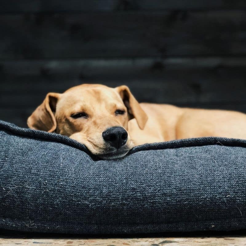 Cane trema mentre dorme: perché?