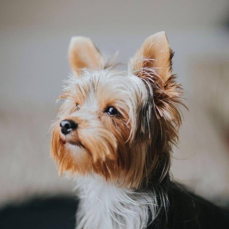 Yorkshire Terrier: quanto vive ?
