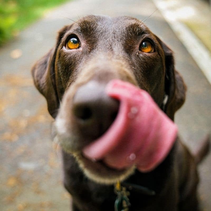 I cani possono mangiare il cocco?