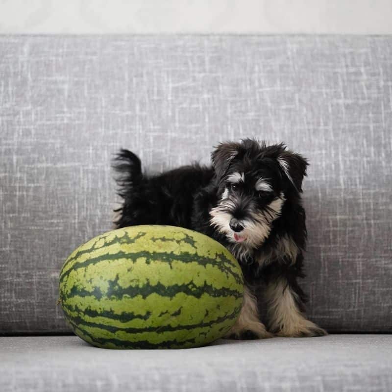 I cani possono mangiare l’anguria?