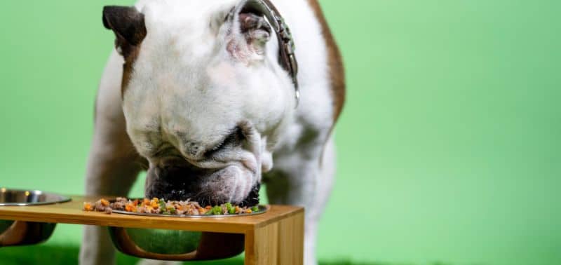 Il cane può mangiare la pesca?