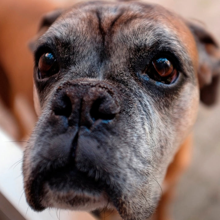 Malattie degenerative nei cani: quali sono e come proteggerli