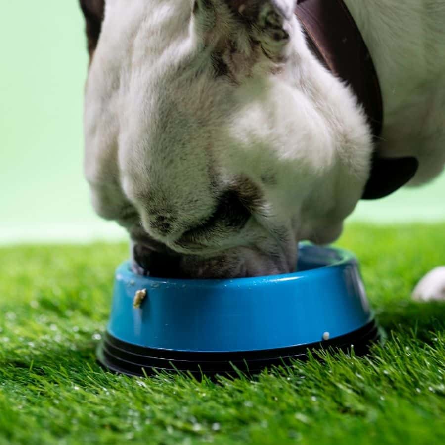 2 ricette casalinghe per cani