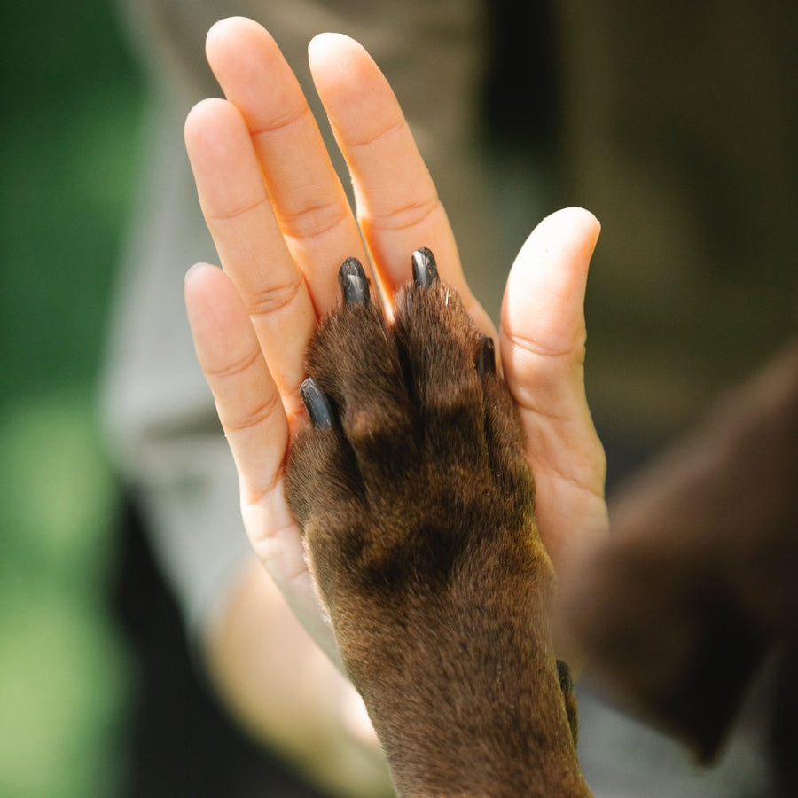 Il battito cardiaco nel cane: differenze con l’uomo