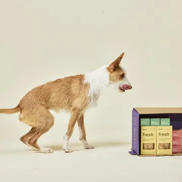 Un cane in movimento accanto a una scatola Barkyn