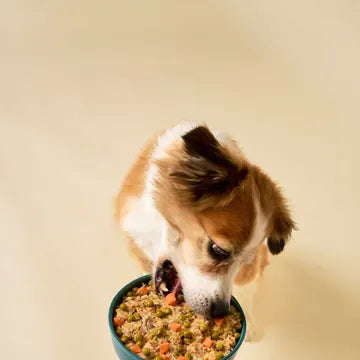 Un cane che mangia dalla ciotola tenuta dalla padrona, la routine di ogni giorno