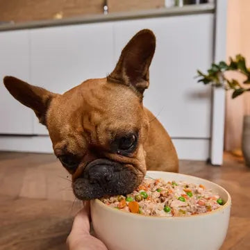 Un bulldog francese che mangia cibo fresco Barkyn da una ciotola