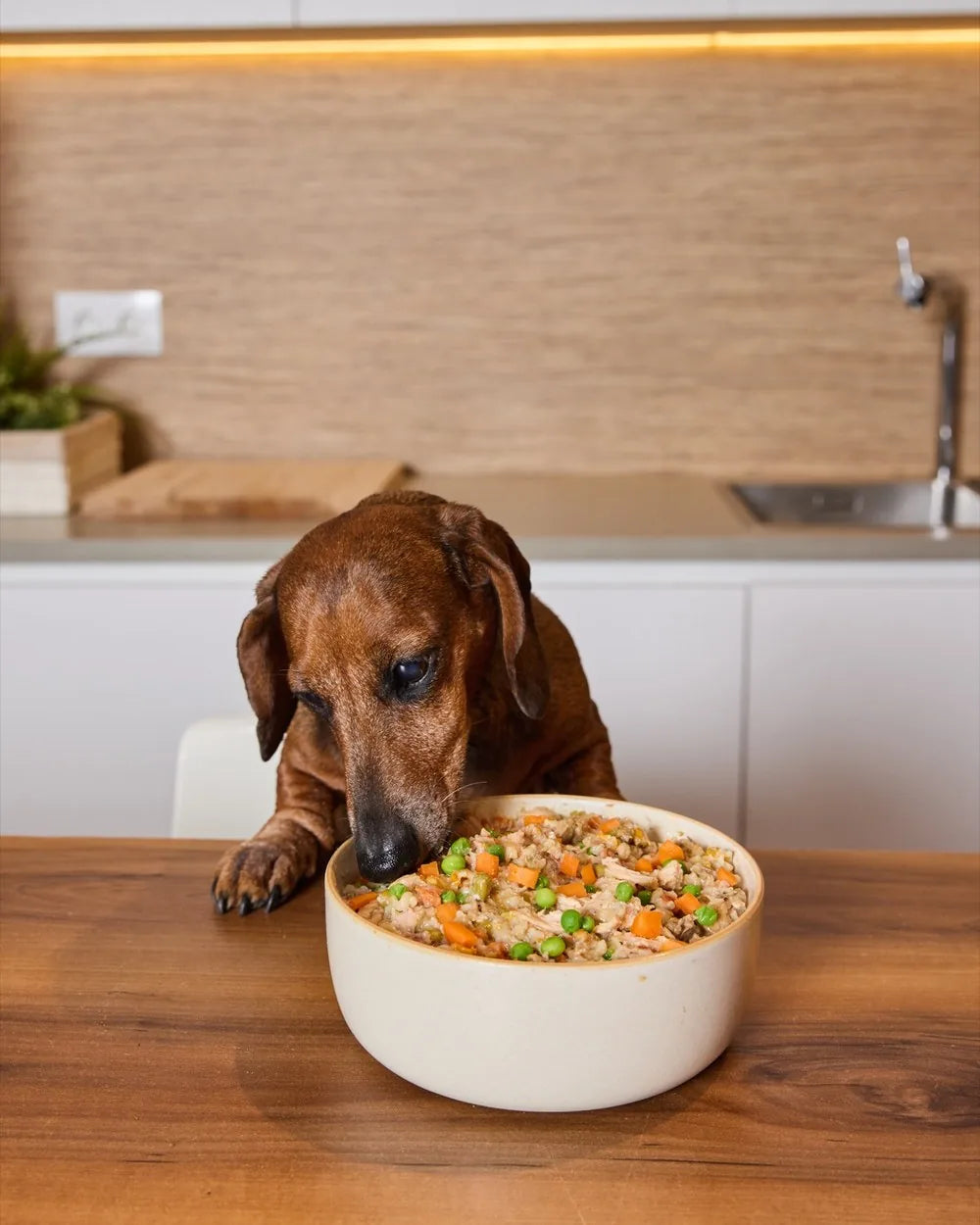 Un cane che mangia il cibo fresco Barkyn Fresh, con pollo, riso e verdure vere